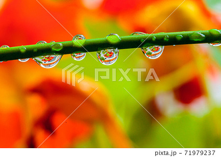 水滴に写る美しい花から環境 エコ 水資源のイメージ表現の写真素材