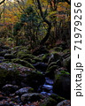 秋の菊池渓谷 71979256