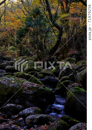 秋の菊池渓谷 71979256
