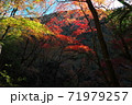 山の紅葉 71979257