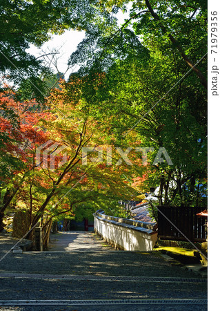 日本最初の毘沙門天　高槻市神峯山寺　モミジの境内 71979356