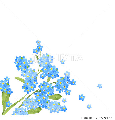 忘れな草の水彩イラストのイラスト素材