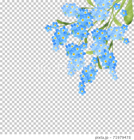 Forget-me-not watercolor illustration 71979478
