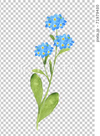 Forget Me Not Watercolor Illustration Stock Illustration