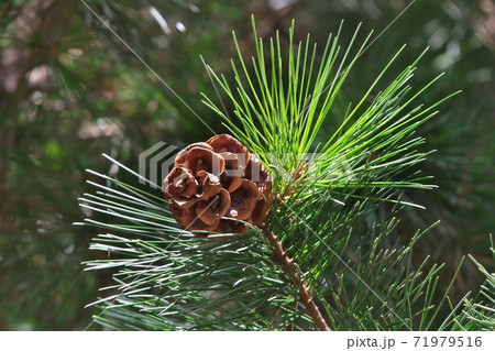 マケドニアマツの松ぼっくりと葉 11月撮影 マケドニアマツの松ぼっくりと葉 11月撮影 71979516
