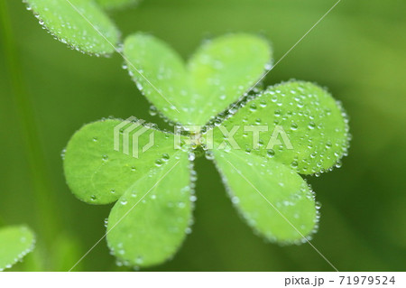 初夏の雨上がりに雨粒を弾くクローバー 71979524