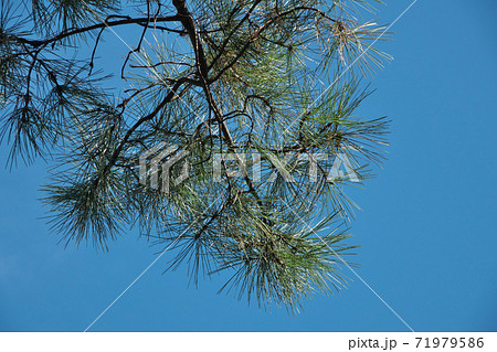 マツ科の針葉樹 フランスカイガンショウ の写真素材