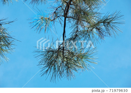 マツ科の針葉樹 フランスカイガンショウ の写真素材