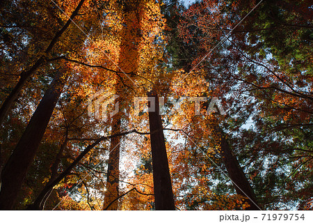 太陽の光に照らされて輝く紅葉のグラデーション 71979754