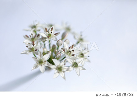 輝くタンチョウソウ 輝くタンチョウソウ 71979758