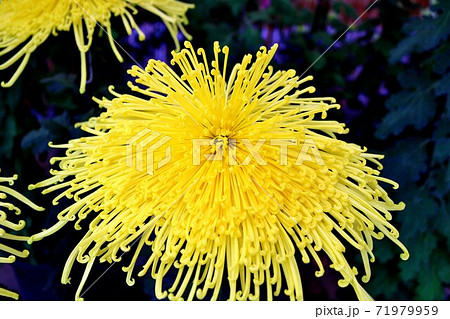 菊の花 大輪 秋 素敵に咲く 花火のような 菊の花 大輪 秋 素敵に咲く 花火のような 71979959