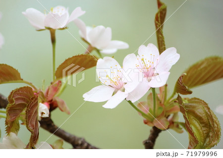 山桜 山桜 71979996