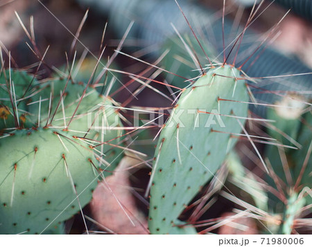 サボテン 71980006
