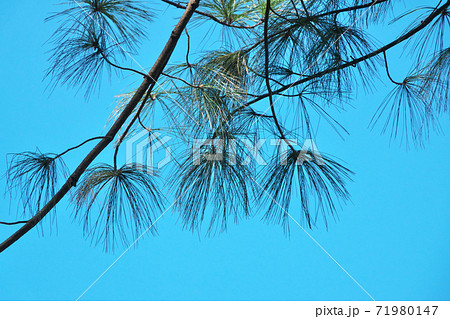 マツ科の常緑針葉樹 ヒマラヤゴヨウ 葉が垂れ下がるの写真素材