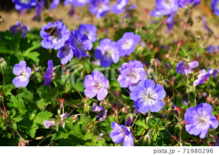 秋のバラ オリビアローズオースチンの写真素材