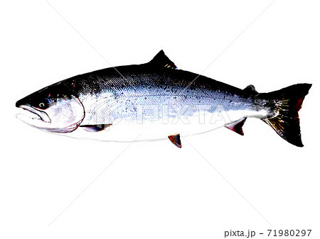 サクラマス 71980297