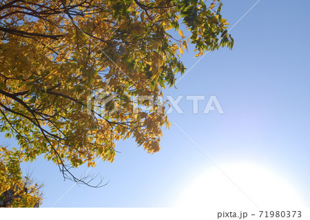 太陽に照らされた黄色い紅葉 71980373