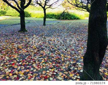 地面いっぱいの色とりどりの落ち葉 71980374