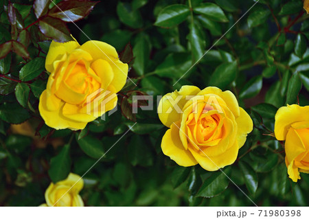 【秋のバラ】ディープボルドー 71980398