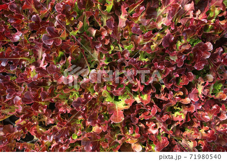 organic vegetable as food background 71980540