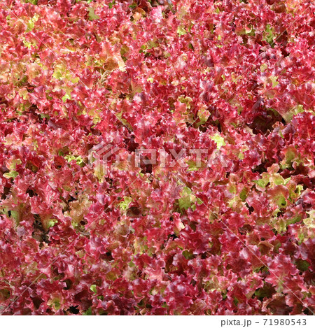 organic vegetable as food background 71980543