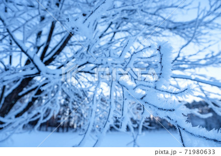 雪国:冬の朝 雪国:冬の朝 71980633