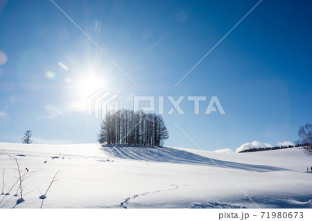 冬晴れの空と雪の丘の上のカラマツ林 美瑛町 冬晴れの空と雪の丘の上のカラマツ林 美瑛町 71980673