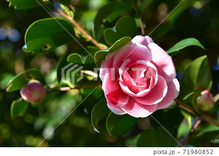 椿(通鳥) 71980852