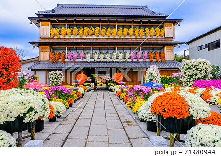 笠間の菊まつり1 71980944