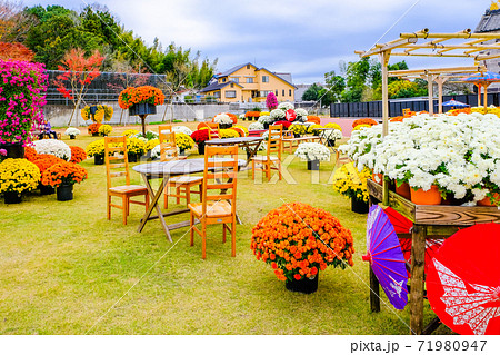 菊まつり庭園1 71980947