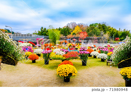菊まつり庭園2 菊まつり庭園2 71980948