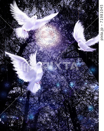 美しい針葉樹の回りを仲良く飛ぶ三羽の白い鳩と夜の風景画 美しい針葉樹の回りを仲良く飛ぶ三羽の白い鳩と夜の風景画 71981045