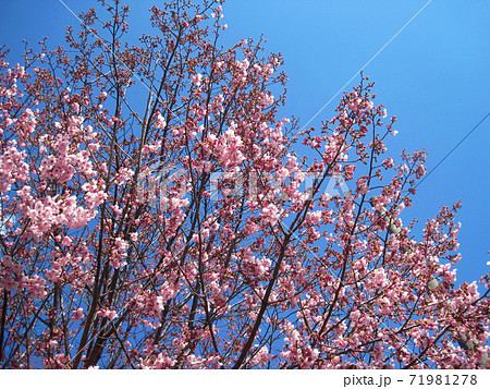 濃いピンク色の桜と晴天の青空の写真素材