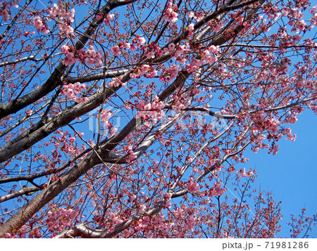 濃いピンク色の桜と晴天の青空の写真素材