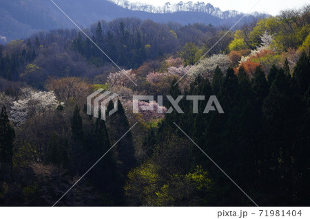 大峰山桜公園 71981404