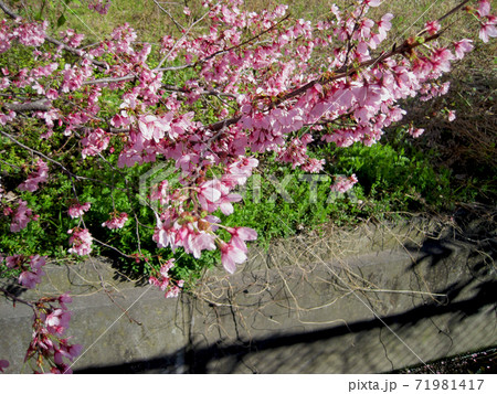 土手に咲いた濃いピンク色の桜の花の写真素材
