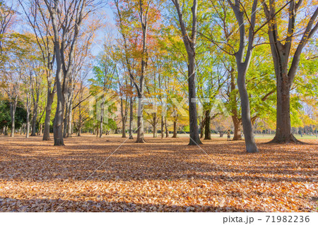 秋の公園 紅葉 広角高画質素材の写真素材