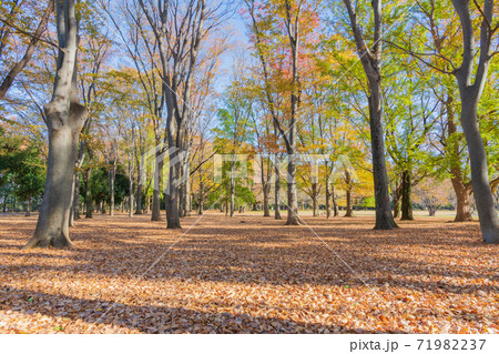 秋の公園 紅葉 広角高画質素材の写真素材 [71982237] - PIXTA