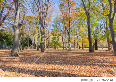 秋の公園 紅葉 広角高画質素材の写真素材