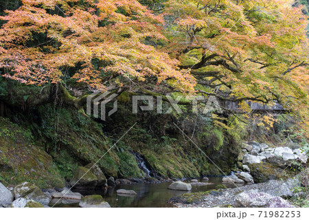 木谷峡の宮もみじの写真素材 木谷峡の宮もみじの写真素材
