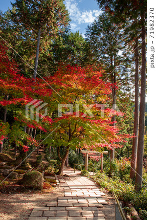 京都市　圓光寺の紅葉 71982370