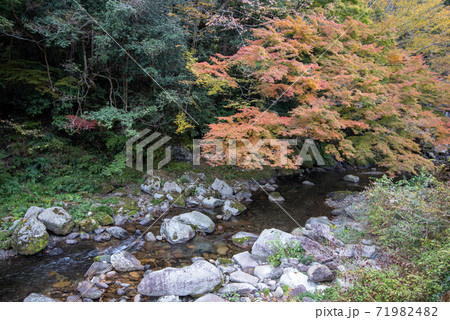 木谷峡の宮もみじ 木谷峡の宮もみじ 71982482