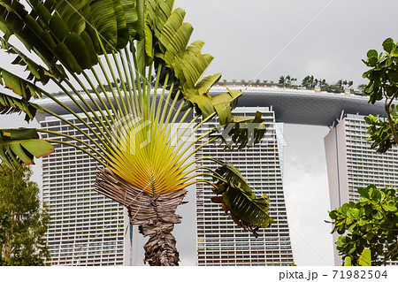タビビトノキとマリーナベイサンズ 71982504
