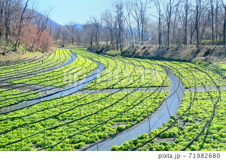 春の大王わさび農場 春の大王わさび農場 71982680