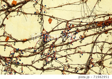 壁に這う美しいツタの紅葉 71982951