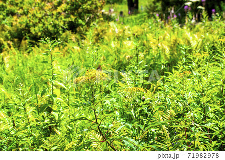 初夏の入笠湿原 お花畑 初夏の入笠湿原 お花畑 71982978