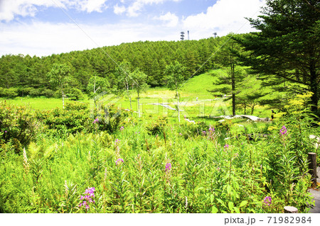 初夏の入笠湿原とお花畑 初夏の入笠湿原とお花畑 71982984