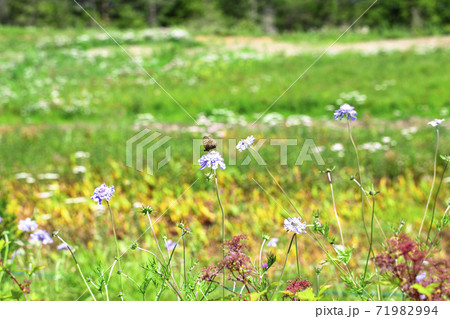 初夏の入笠山　お花畑 71982994