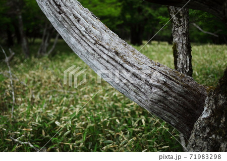 大台ケ原の枯れ木 71983298