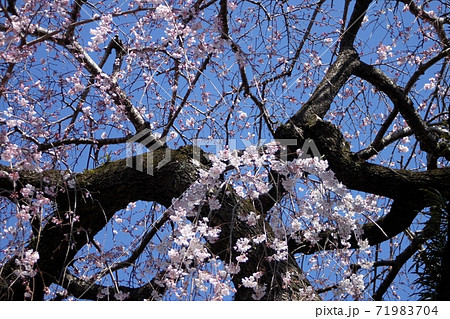 青空の下枝を広げる枝垂れ桜　水戸市安国寺 71983704
